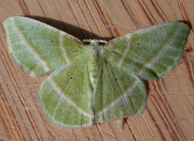 Showy Emerald